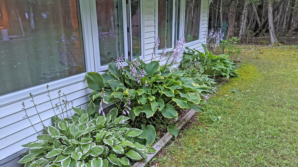 Home Exterior (Front Flower Bed)