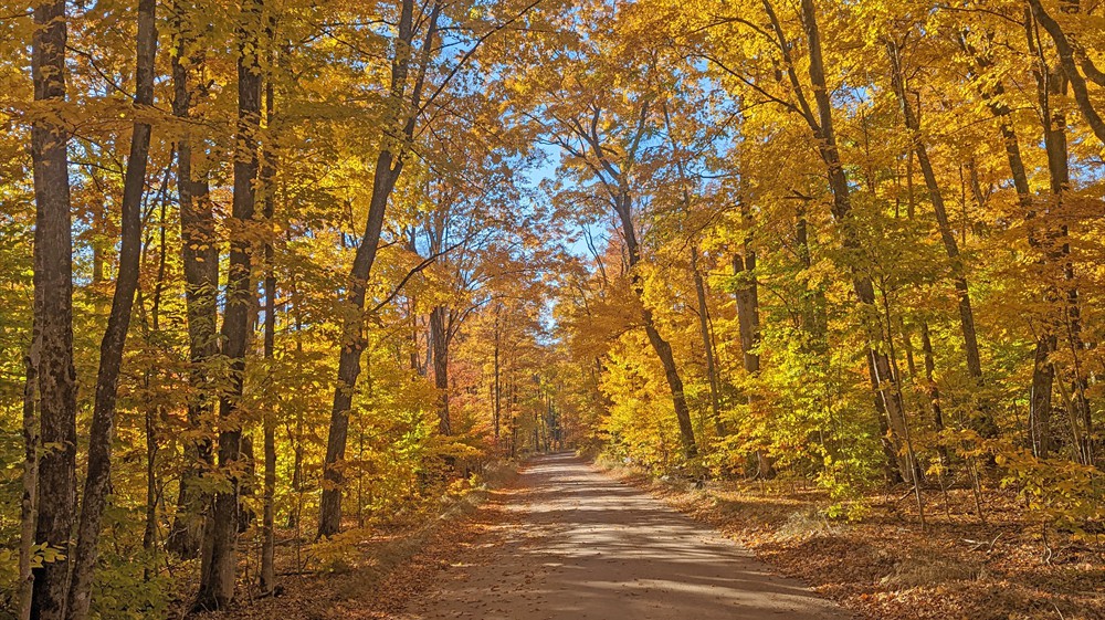 Golden Canopy of Fall Foliage